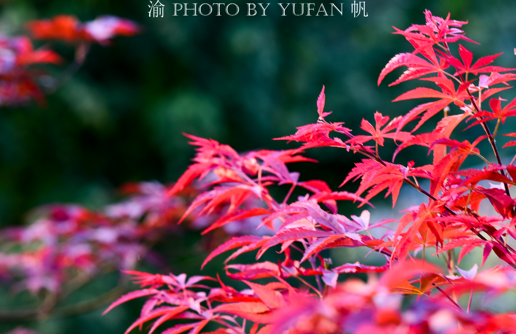 重庆周边高海拔森林民宿,重庆民宿原始森林