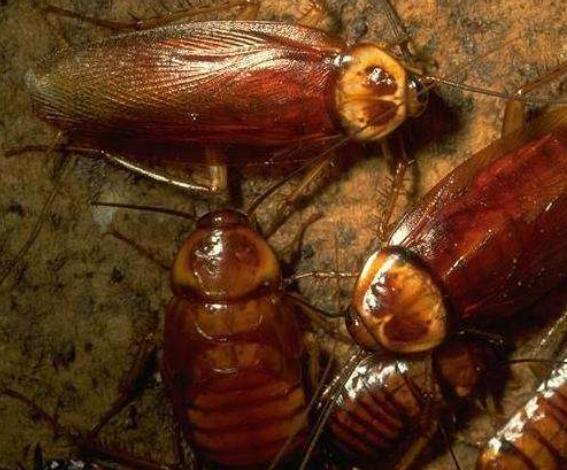 用什么方法去消灭蟑螂生活小妙招,除蟑螂最有效方法彻底消灭蟑螂