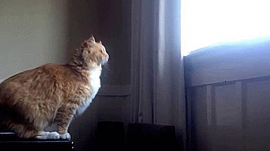 猫咪一副听不懂人话的样子,猫咪一副不太聪明的样子