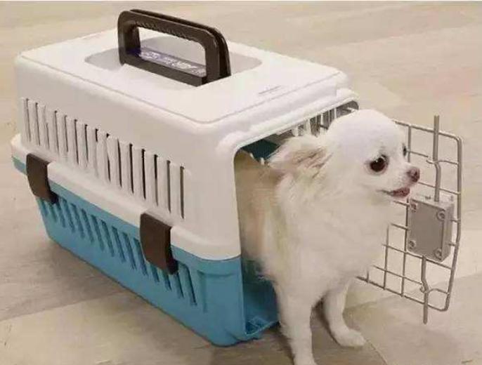 郑州到成都宠物托运,成都到重庆托运宠物多少钱