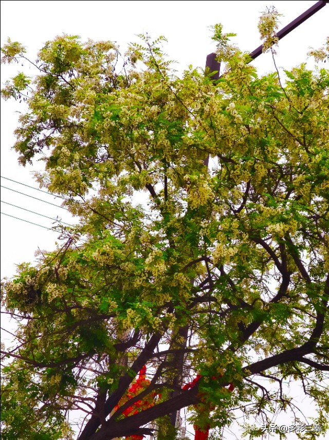 河南槐花飘香惹人醉,槐花飘香惹人醉视频