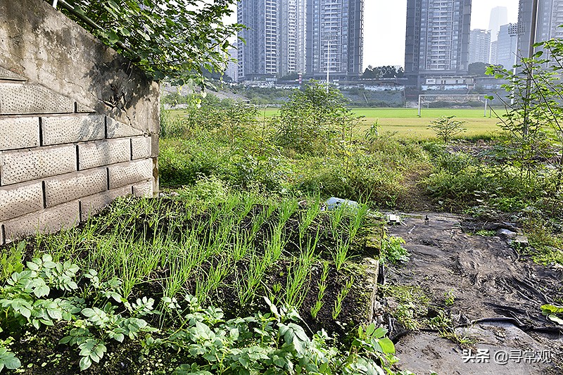 重庆力帆足球现状,重庆力帆足球场现状