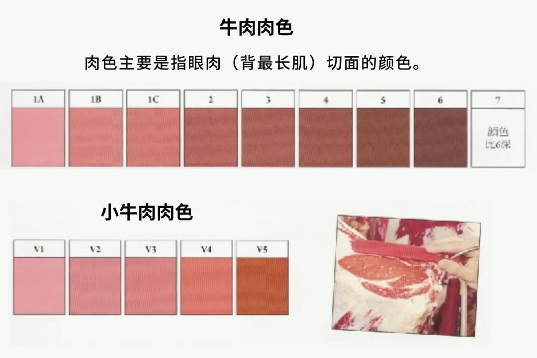 牛肉先锋|挑选好牛肉的锦囊妙计，“庖丁解牛”了解一下
