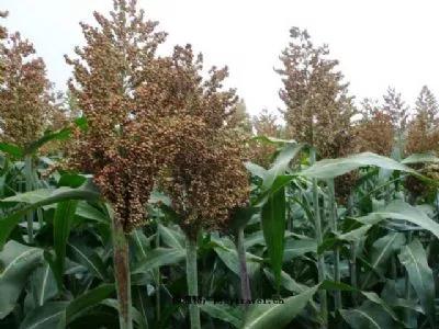 我叫汾阳，这是我2020年最新简历，请多关照