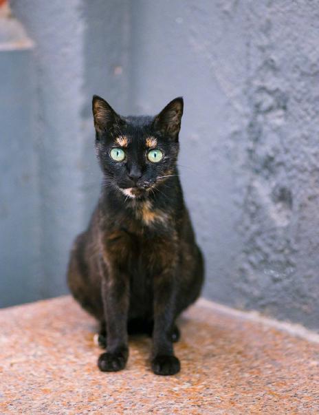 最稀有的猫咪是什么猫,全球最稀有的猫咪再不看就看不到