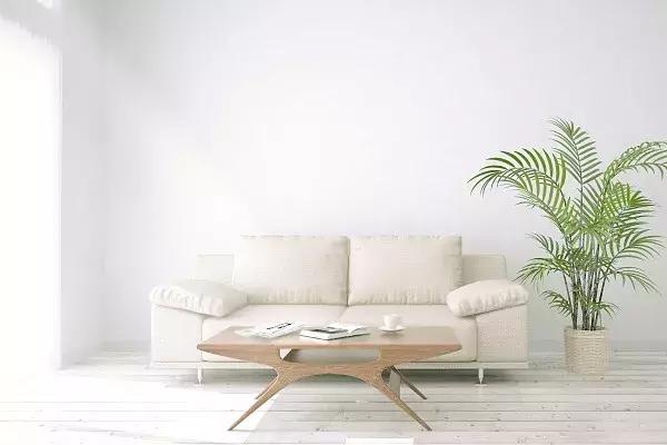 适合放客厅的大盆绿植吸甲醛,新房子放什么绿植吸甲醛最好