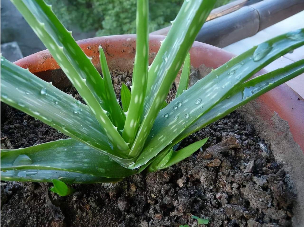 人养花花养人下句,什么花好养活又好看还可以吃的