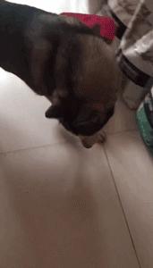 哈士奇拯救小镇,哈士奇拯救了一个村的人