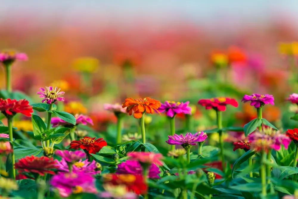 广州公园大片花海,广州哪个地铁站附近有花海