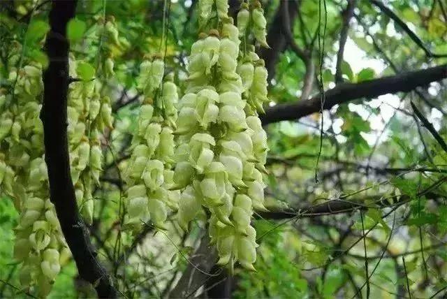 广州周末踏青好去处人少的地方,适合清明踏青的地方广州有哪些