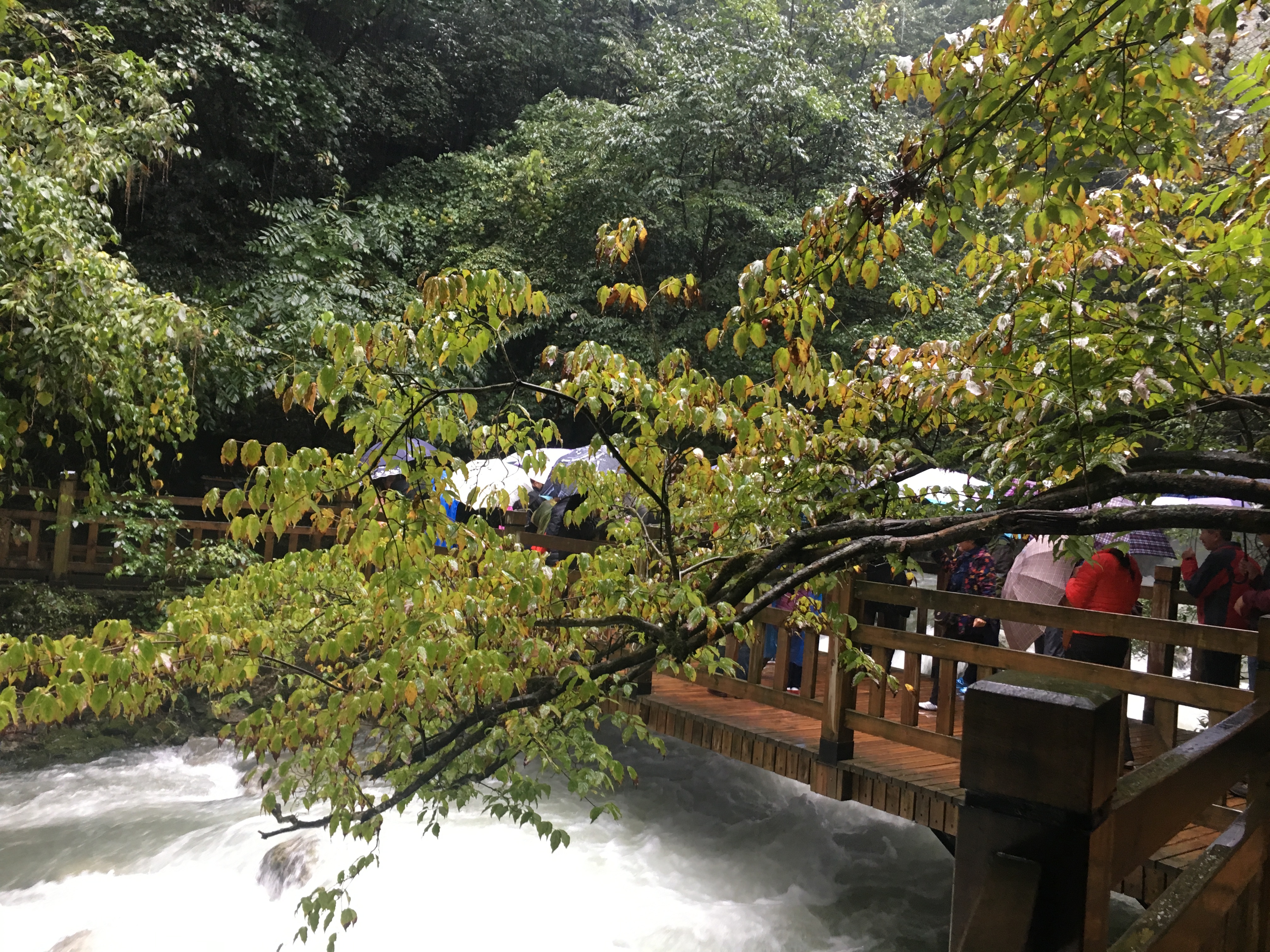 雨中神农架探秘之旅｜国庆节节武汉至神农架自驾游攻略分享