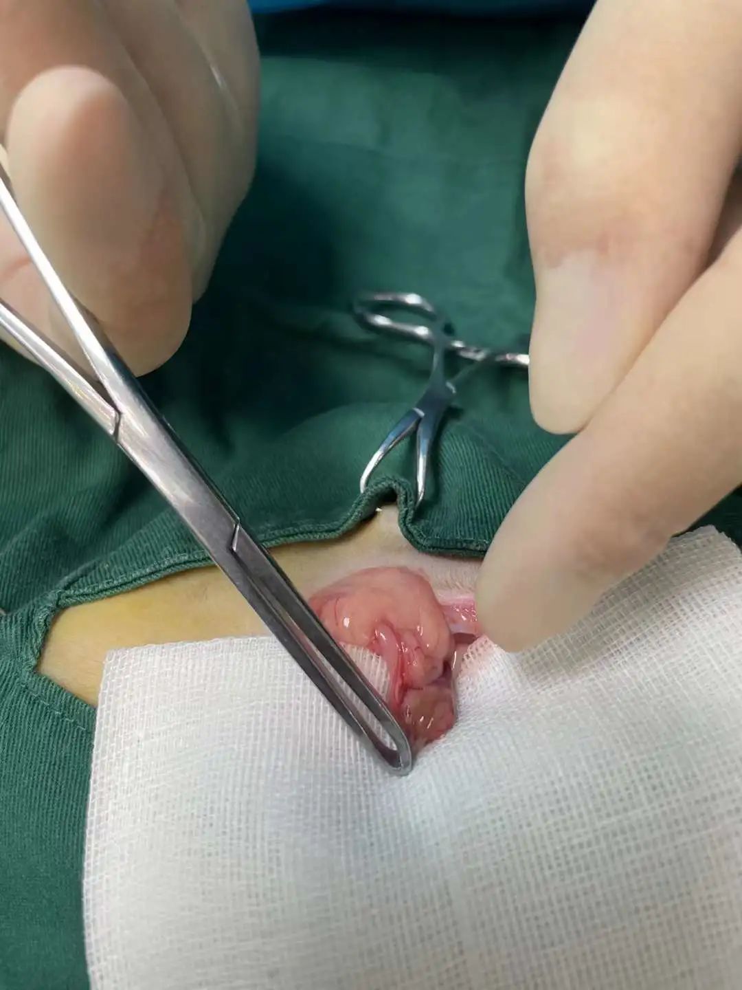 猫咪到底为什么绝育后还会发情呢？