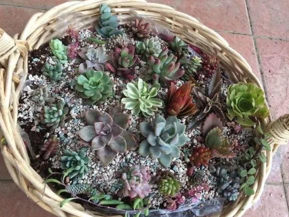 花盆改造多肉花盆,罐子多肉花盆改造