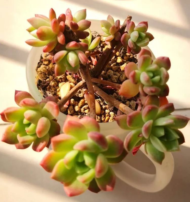 一花一叶一世界多肉,一花一世界多肉之美