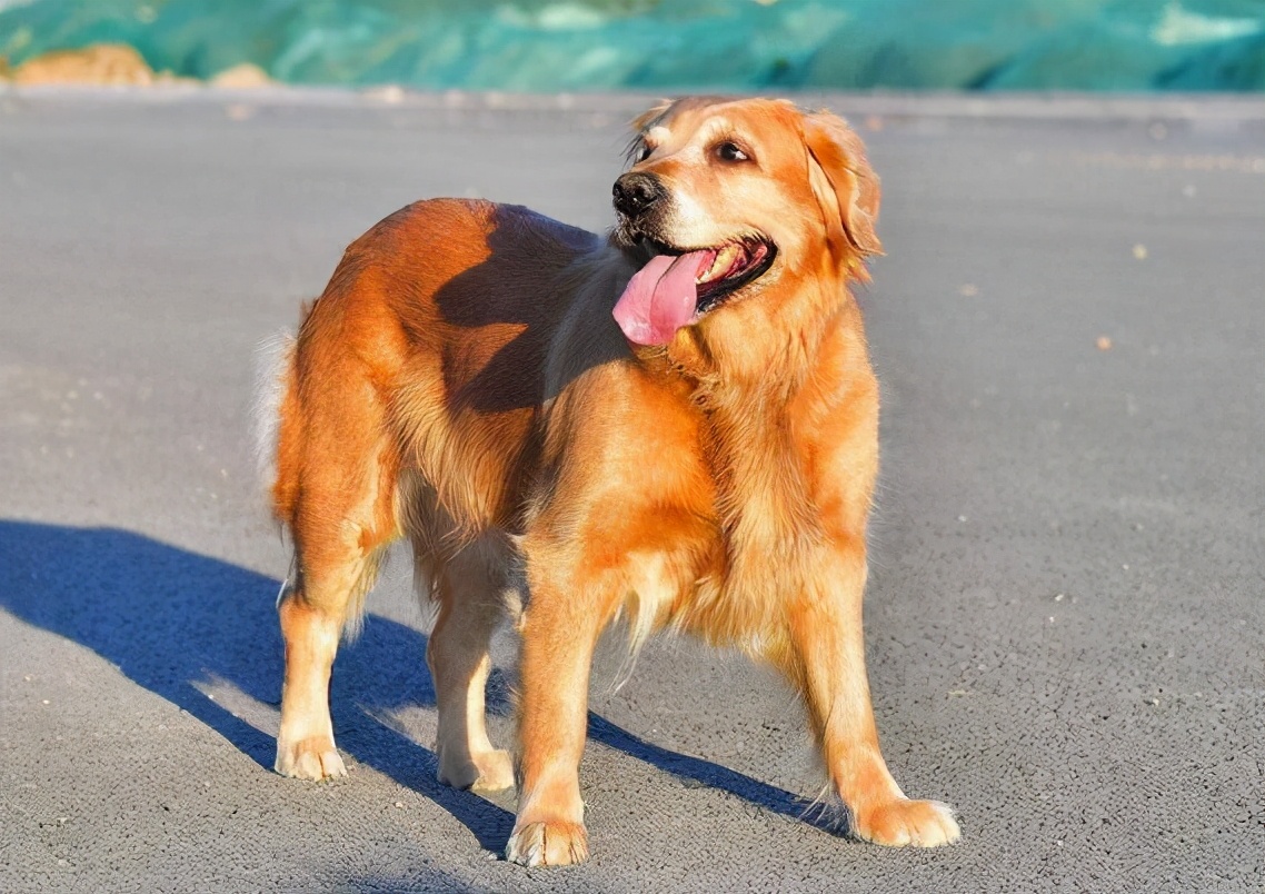 金毛犬为什么不建议养呢,新手养金毛成犬要注意什么