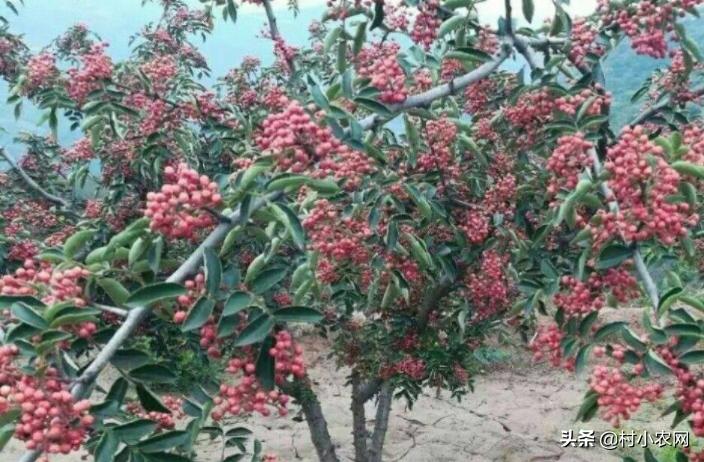 怎样种出高产花椒,农民种花椒技术视频