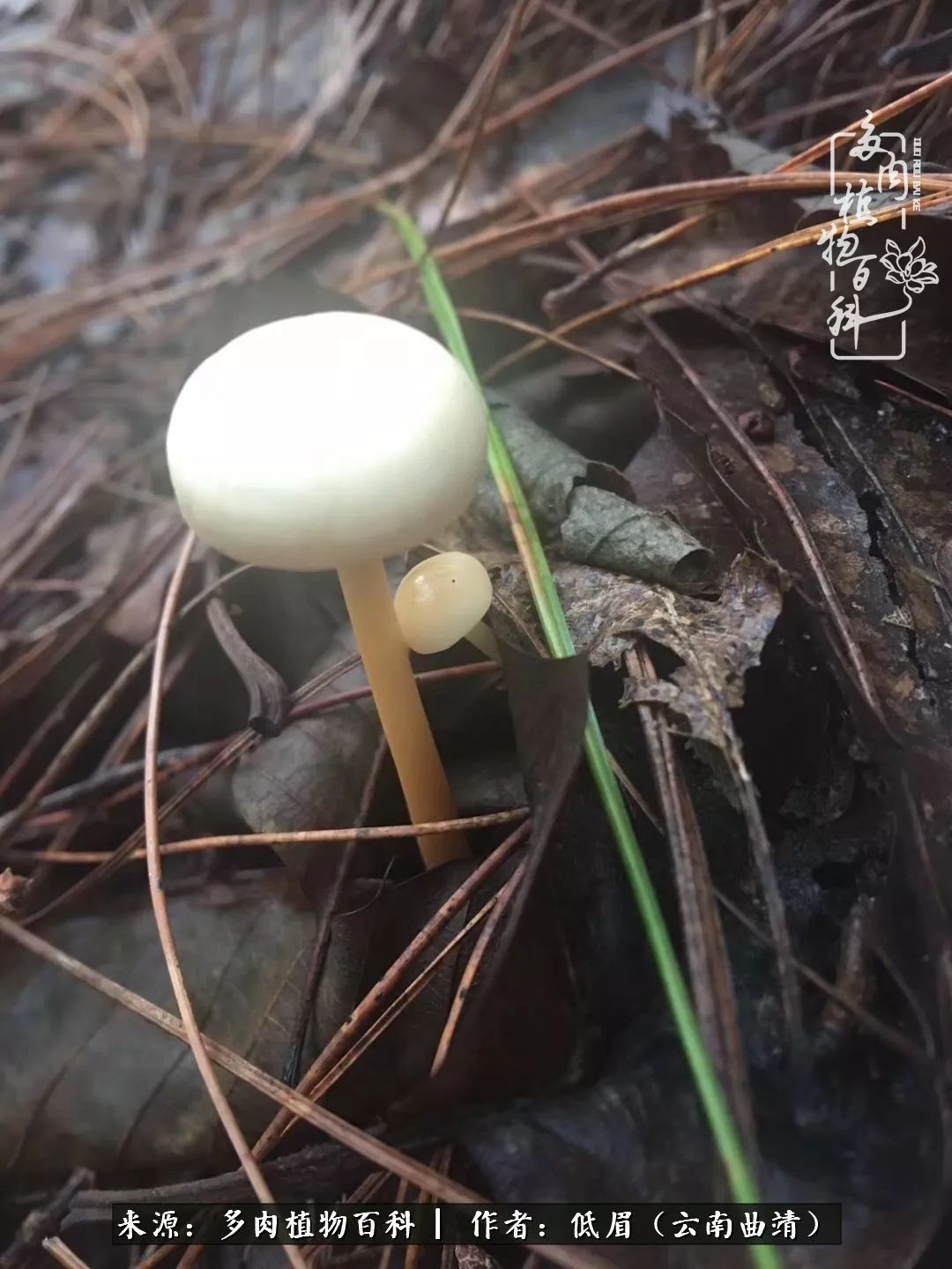 多肉看多了审美疲劳，今晚上点不一样的野味