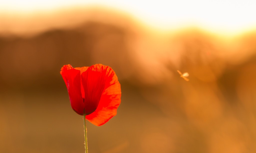 在家做拼多多兼职能做什么工作,副业拼多多赚钱