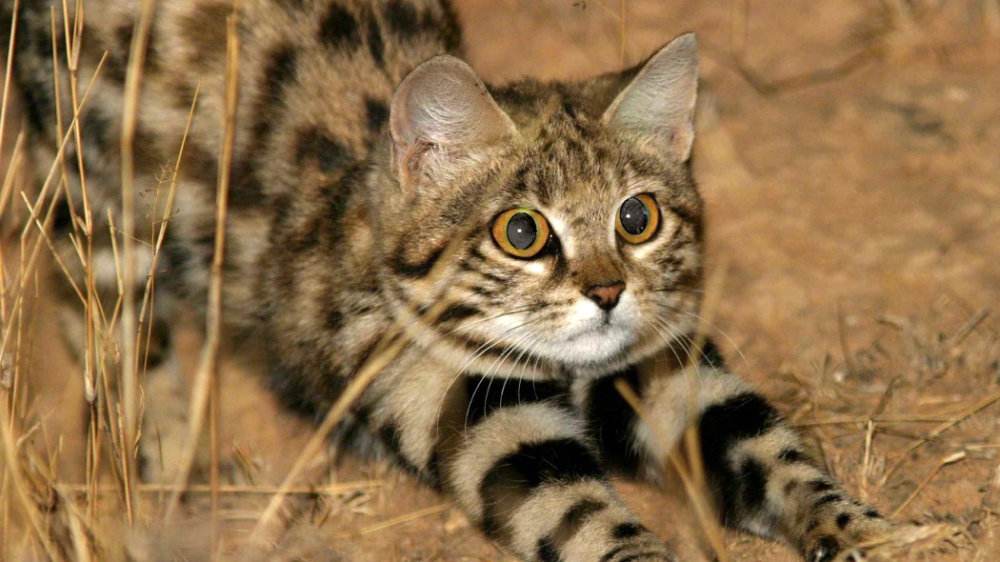 最会抓老鼠的猫是什么品种的猫,盘点十大最会抓老鼠的猫咪品种