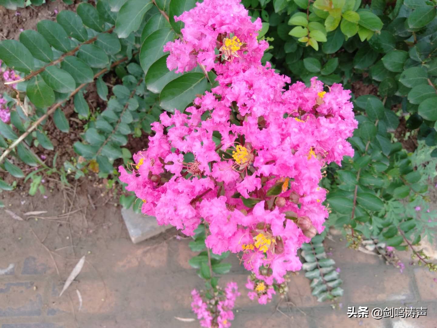 美如锦，灿若霞——记新安县紫苑小学音乐教师张若霞