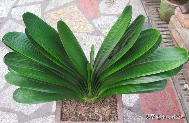 养君子兰的正确方法怎么浇水,8月份君子兰花怎么养才能旺盛