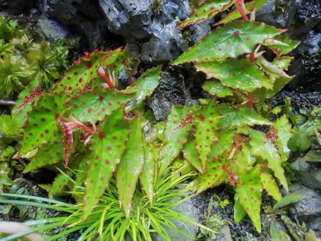 94种常见唯美观叶植物,会开花的绿色硬叶植物