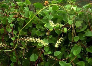 藤三七果实怎么食用,藤三七珠芽食用方法