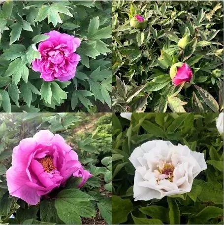 美若仙境免费,美若仙境公园怎样去