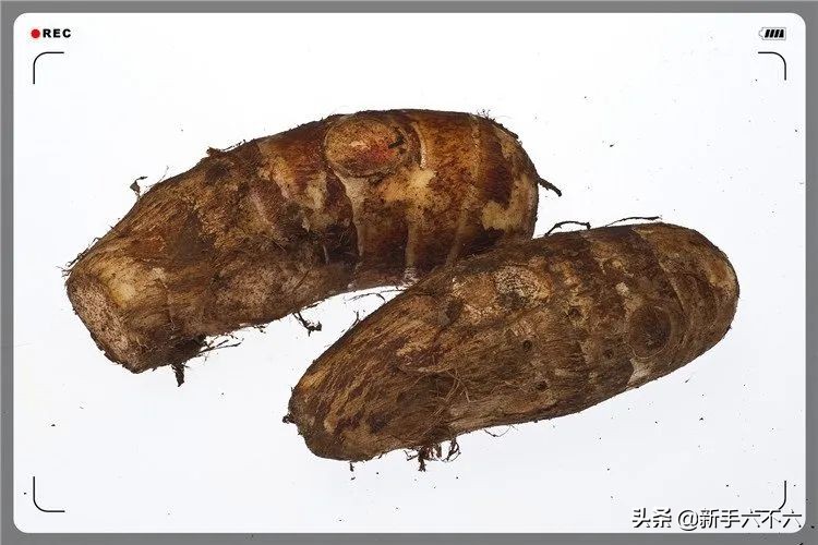 农村最赚钱的种植创业项目有哪些,当下如何在农村创业赚钱致富