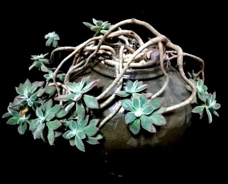 一盆仙人掌和一盆月季的故事,一个多肉的故事