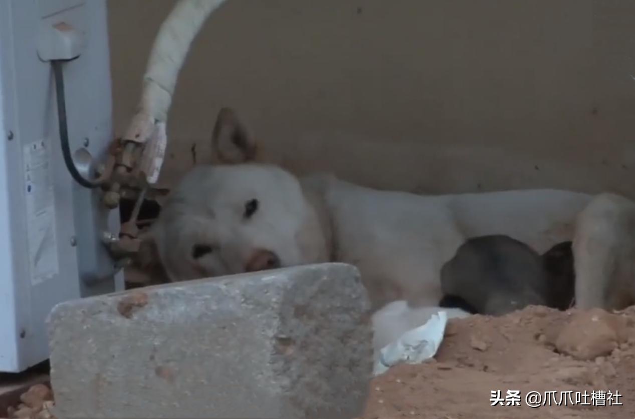 刚出生流浪小奶狗被虐待打断腿,救出长期被虐待流浪狗