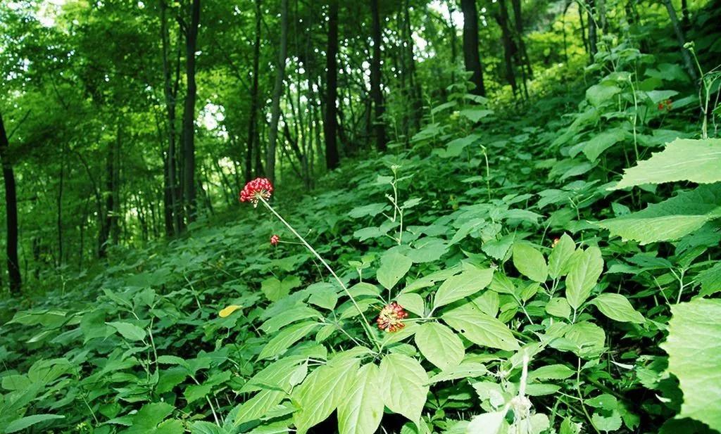 农村小伙回村创业,最适合在农村创业的项目有哪些