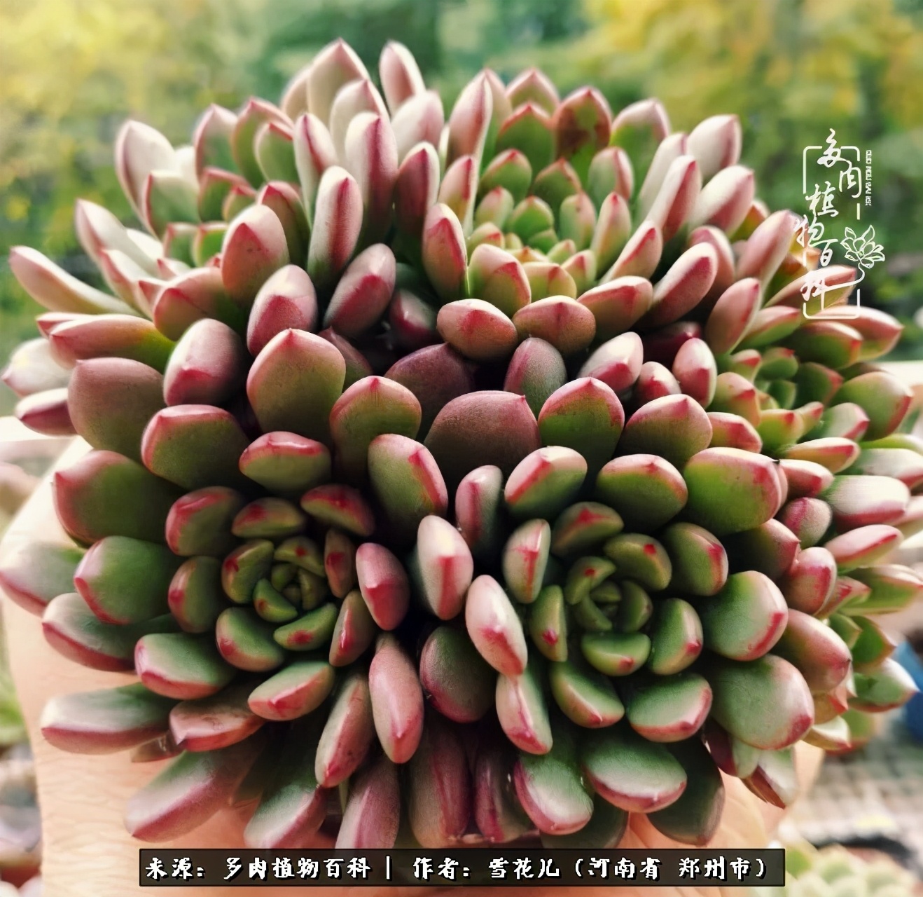 我的多肉乐园,多肉三寸阳台效果图