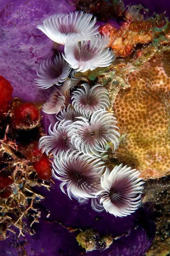 五彩斑斓的海底,五彩缤纷的海底世界介绍