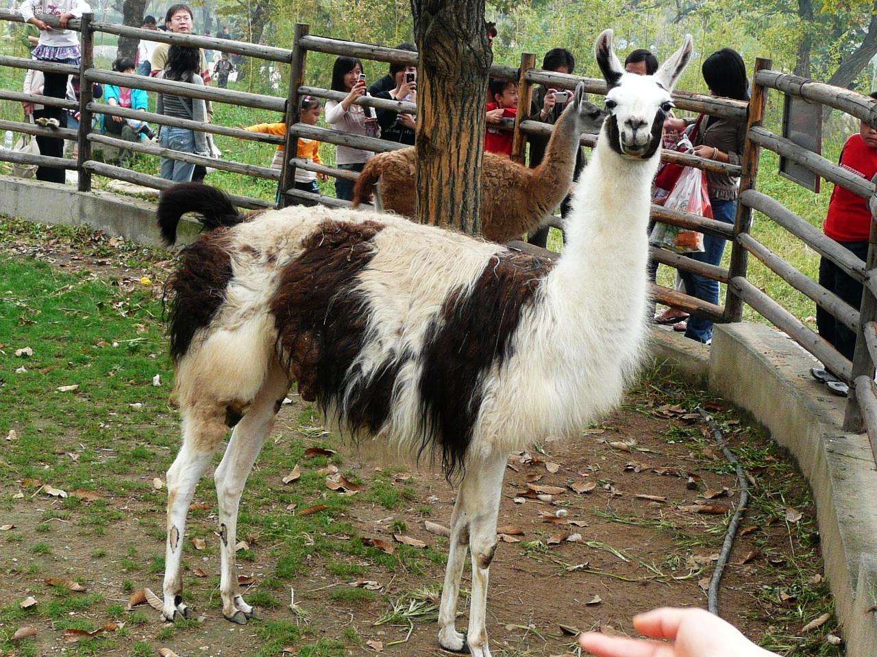 国内值得去的十大动物园,国内最值得去的动物园