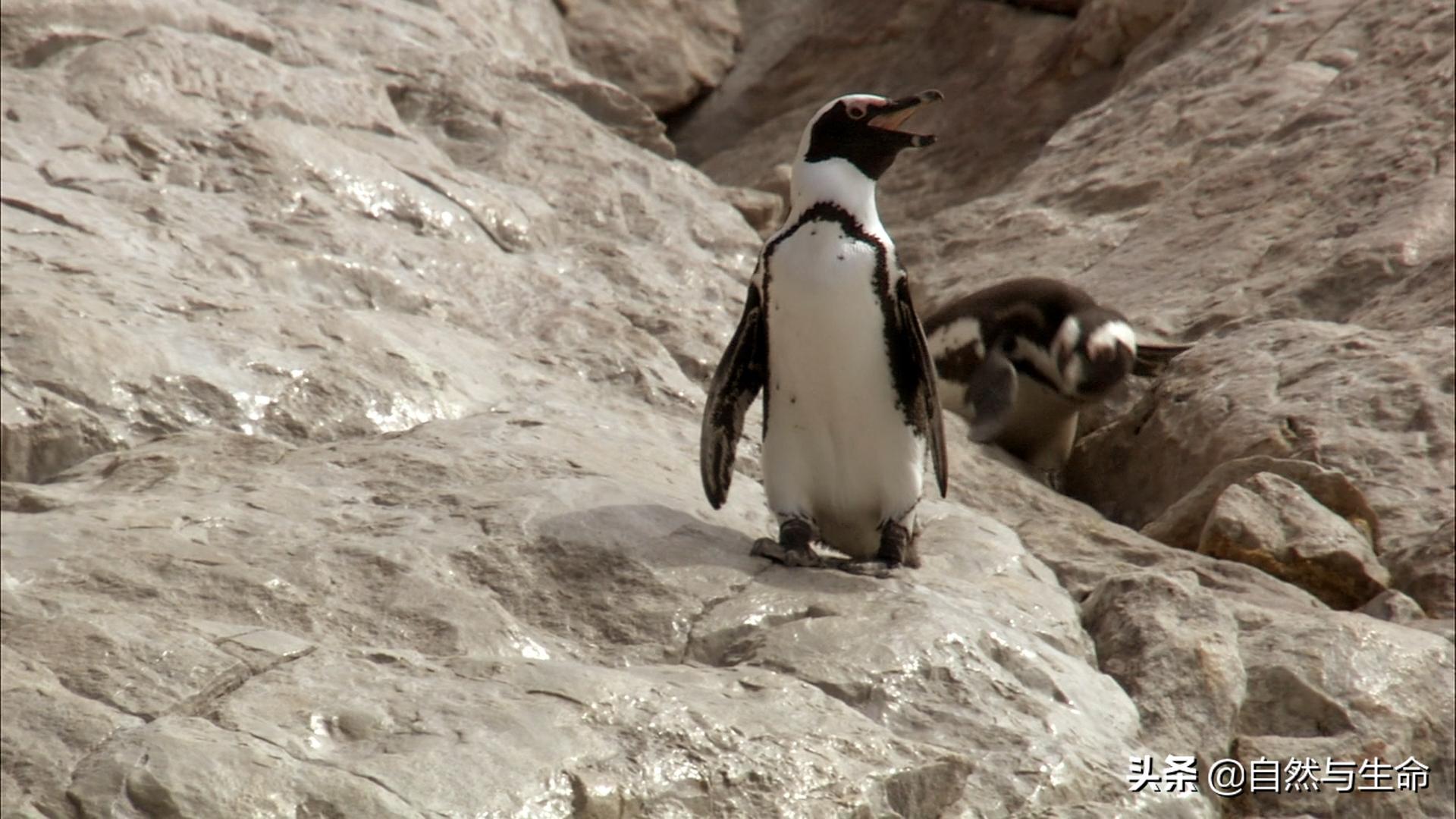 每日动物档案之非洲企鹅