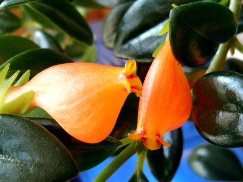 金鱼吊兰和牡丹吊兰哪个开花多,金鱼吊兰开花期间怎么养护和浇水