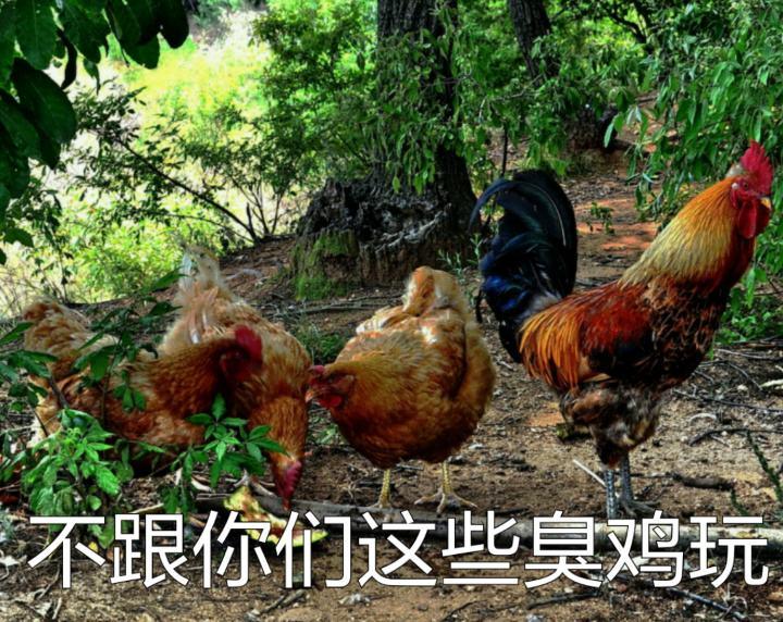 速生鸡与白羽鸡是什么,白羽鸡养殖技术和方法图解