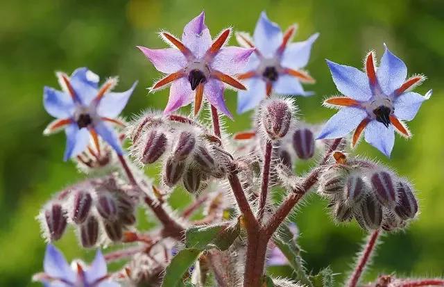基础油怎么配最好,基础油和精油有什么区别