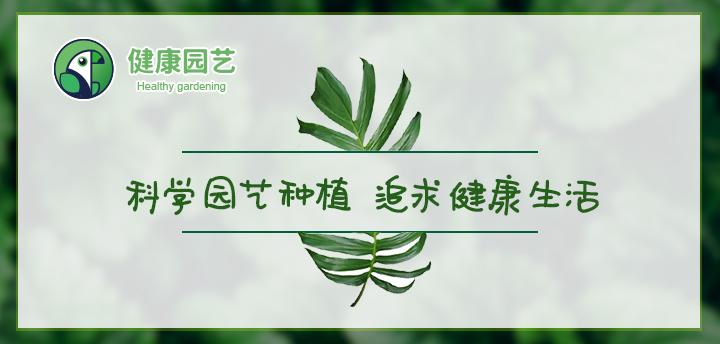100种常见花卉资料大全,常见100种花卉介绍图片