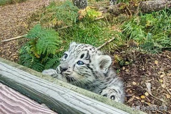 全球十大最受欢迎的野生动物园,伦敦十大动物园