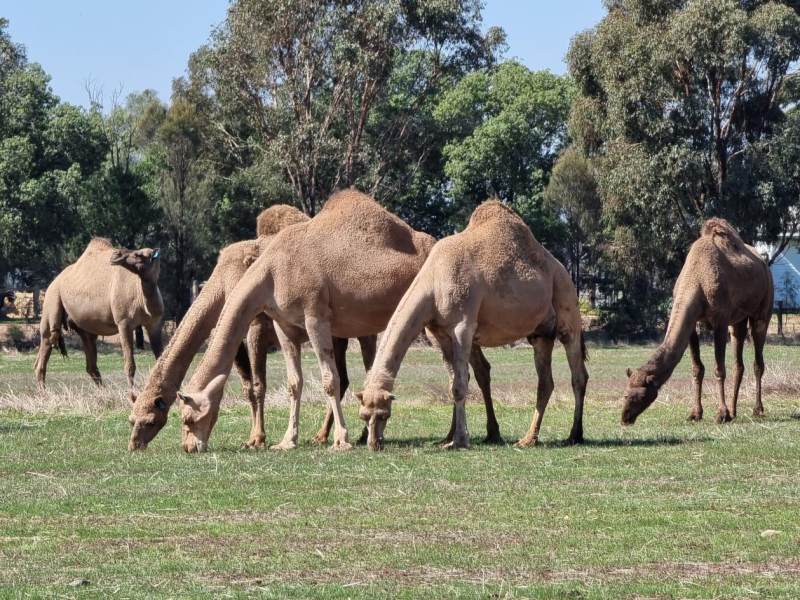 Maxinatal|来自澳洲北领地的营养配方驼奶粉