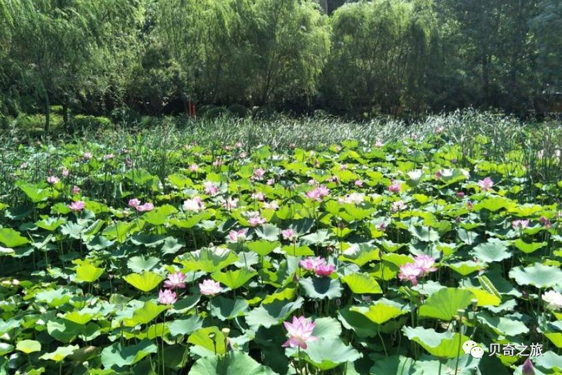 郑州赏荷花攻略,中国赏荷必去的地方