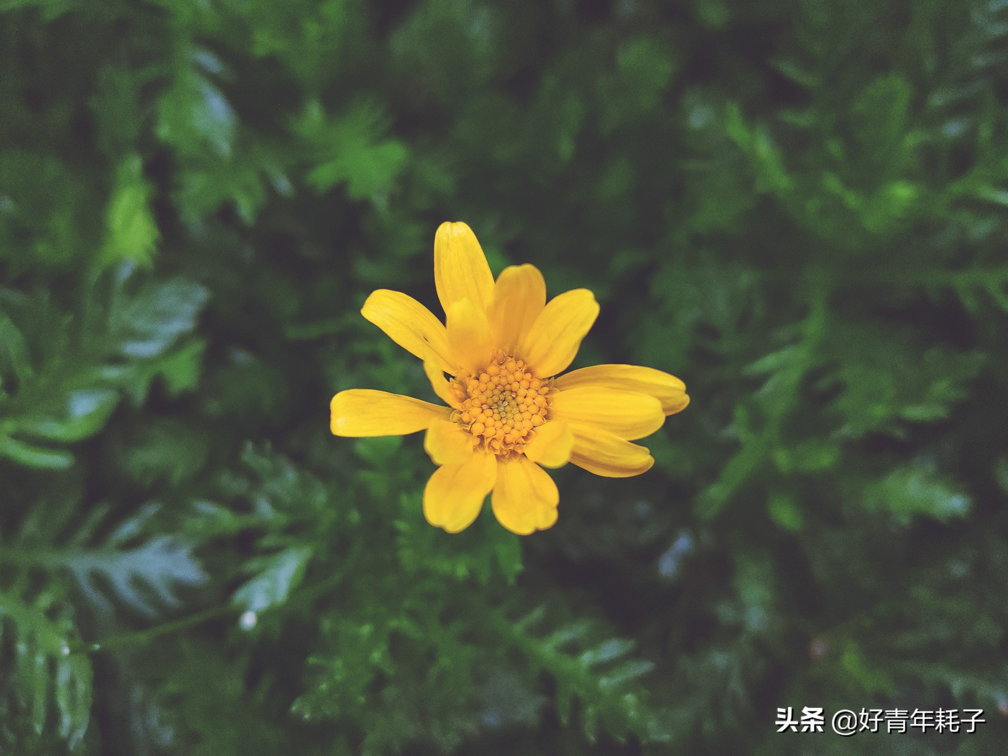 小米94800万像素拍照评测,小米cc9的相机是直出4800万吗