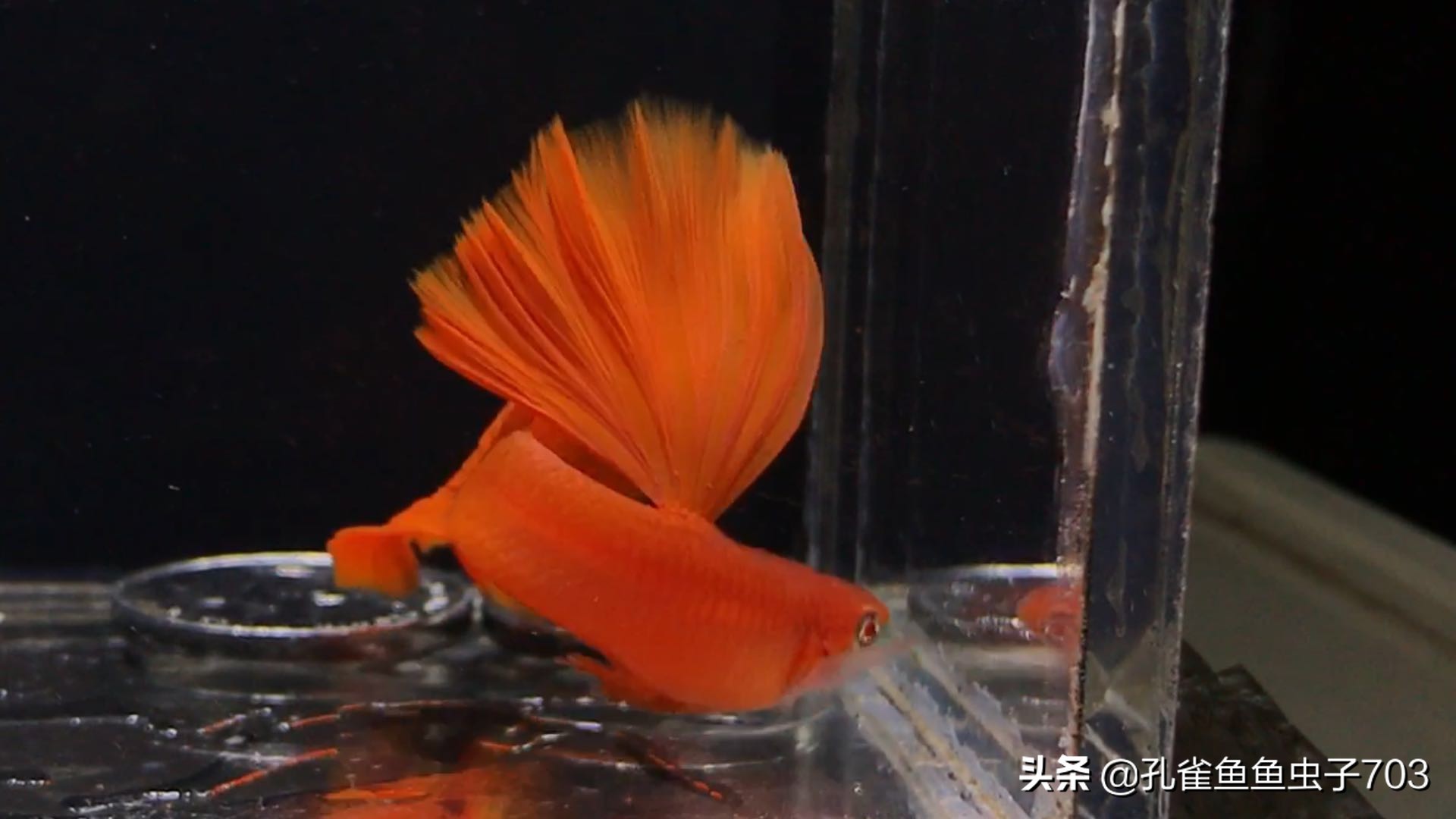 孔雀鱼喂食器制作方法,孔雀鱼怀孕怎么喂食