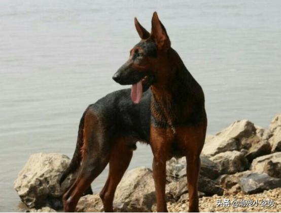 体型小好养不掉毛的中华田园犬,中华田园犬四眼铁包金长大什么样