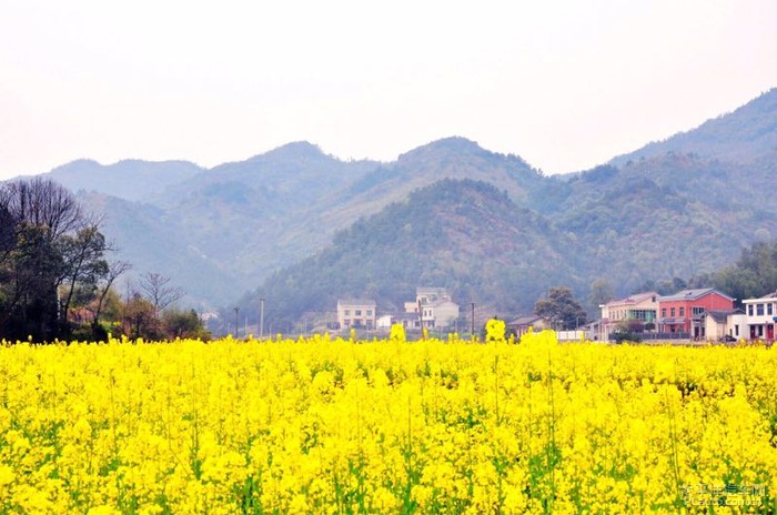 春天花儿开春意正香浓是什么意思,桃花朵朵开春意浓