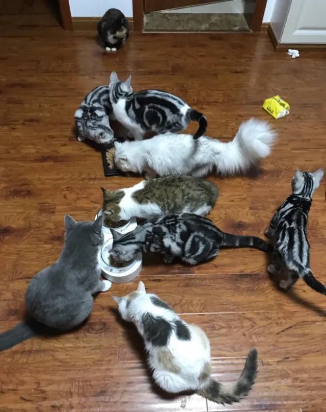 养猫铲屎官注意事项,每个猫铲屎官都应该知道的小知识