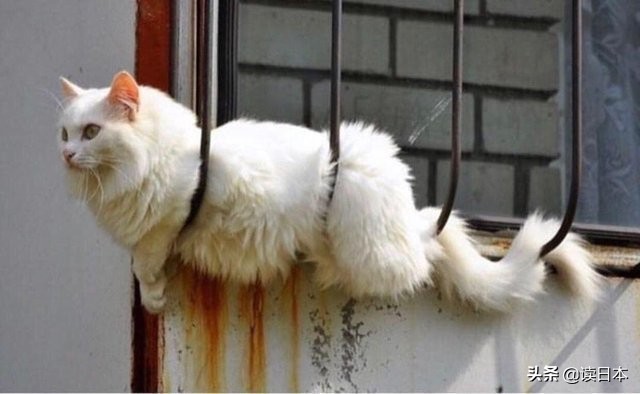 沙雕手办日本小哥,日本沙雕手办小哥哥