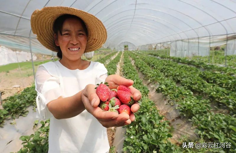 云南脱贫攻坚战传捷报,云南脱贫攻坚取得完全胜利